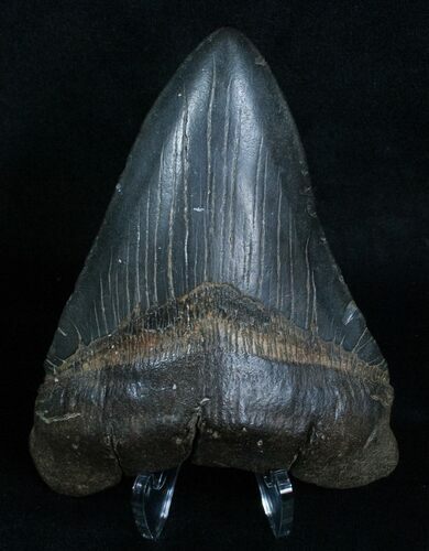 Black Megalodon Tooth - Georgia #6057